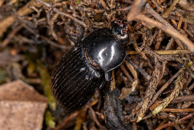 High angle view of insect on land