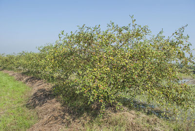 Trees on field against clear sky