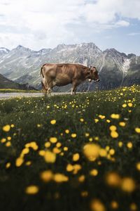 View of a horse on field