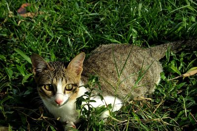 Portrait of a cat on field