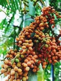 Low angle view of fruits growing on tree