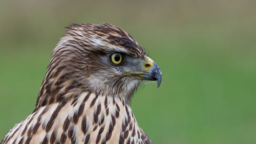 Close-up of a bird