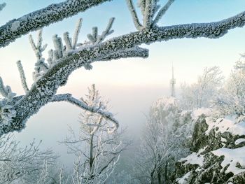 Snow covered plants against sky