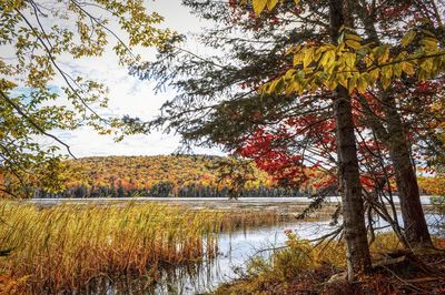 Trees by lake against sky during autumn