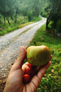 Cropped image of person holding apple