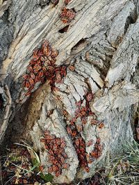 Close-up of tree trunk