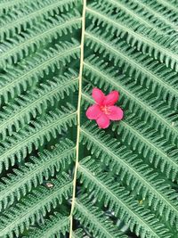 Close-up of pink flowers blooming outdoors