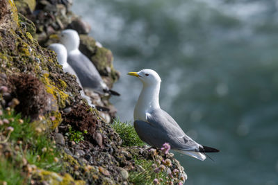 Seagull perching on rock