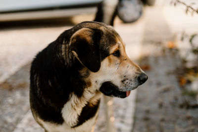 Close-up of dog