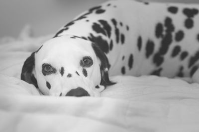 Close-up portrait of dog on bed at home