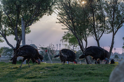 View of birds on field against trees