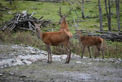 Deer family on field