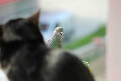 Close-up of plant against blurred background