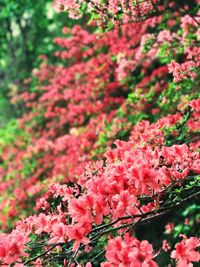 Close-up of pink flowers blooming on tree