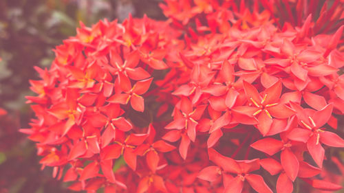 Close-up of red flowering plant