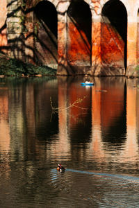 Ducks in a river