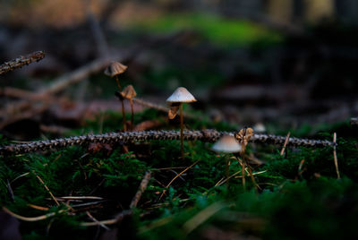 Close-up of mushroom growing on field