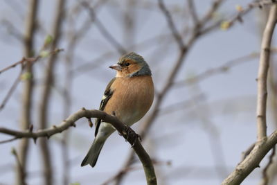 A chaffinch male 