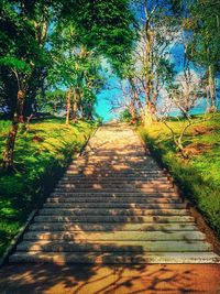 Wooden pathway along trees