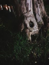 Close-up of lizard on tree trunk in forest