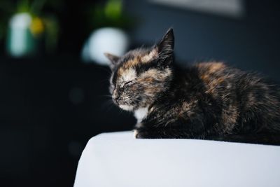 Cute kitten snuggling in bed