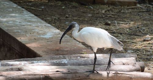 Bird perching on riverbank