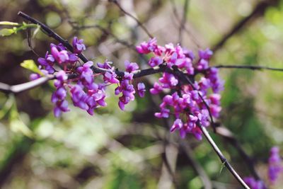 Pretty flowers 