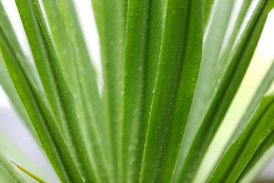 Close-up of wet succulent plant