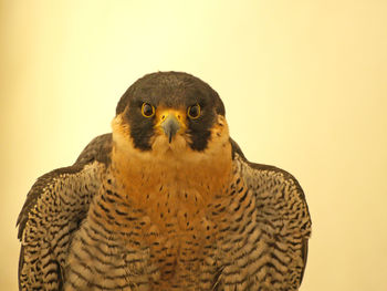 Close-up portrait of owl against gray background