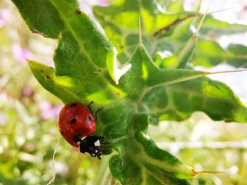 Close-up of ladybug on leaf