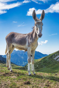 Donkey standing on field