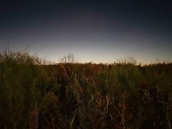 Scenic view of field against clear sky