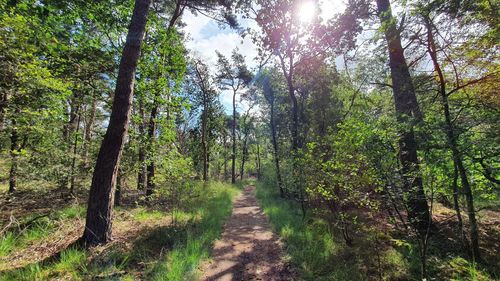 Footpath amidst trees in forest