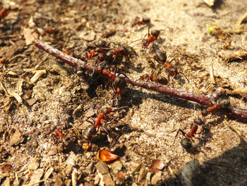 Close-up of ant on leaf