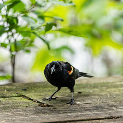 Close-up of bird perching on wood