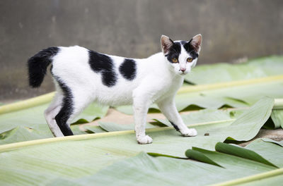 Cat looking away