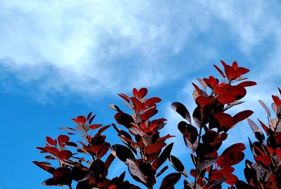 Low angle view of autumn leaves against sky