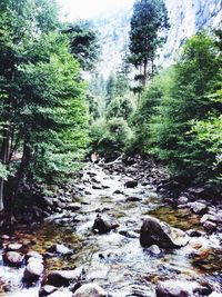 River flowing through forest