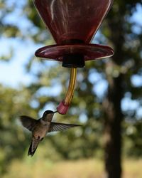 Close-up of bird flying