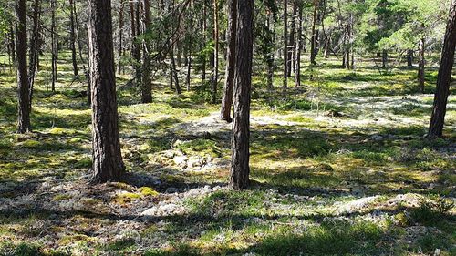 Pine trees in forest