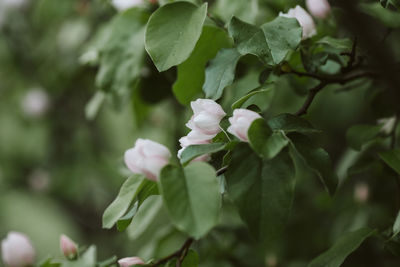 Close-up of flowering plant