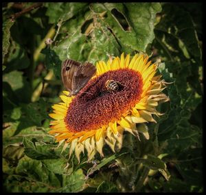 Close-up of bee pollinating on sunflower