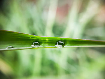 Close-up of water drops on plant