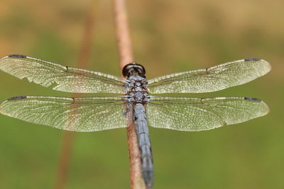 Close-up of damselfly on leaf