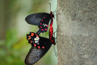 Close-up of butterfly on plant