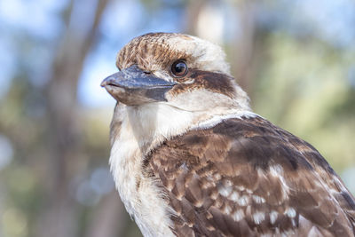 Close-up of eagle