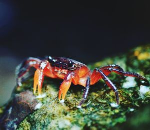 Close-up of crab on rock