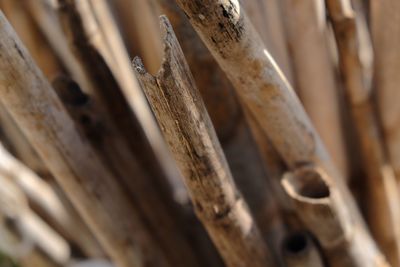 Close-up of wood