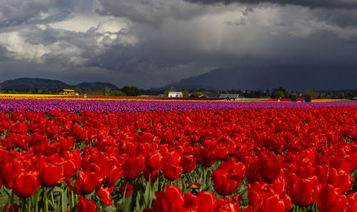 Red tulips in field against cloudy sky