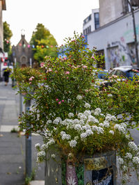 Close-up of flowering plant against building